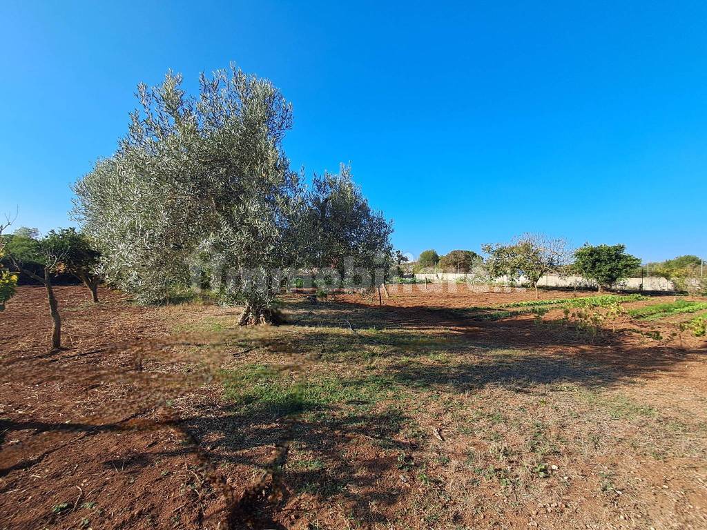 Terreno