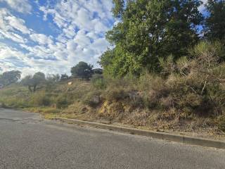 Zona