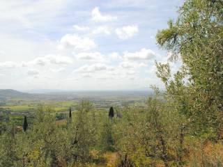 Vista