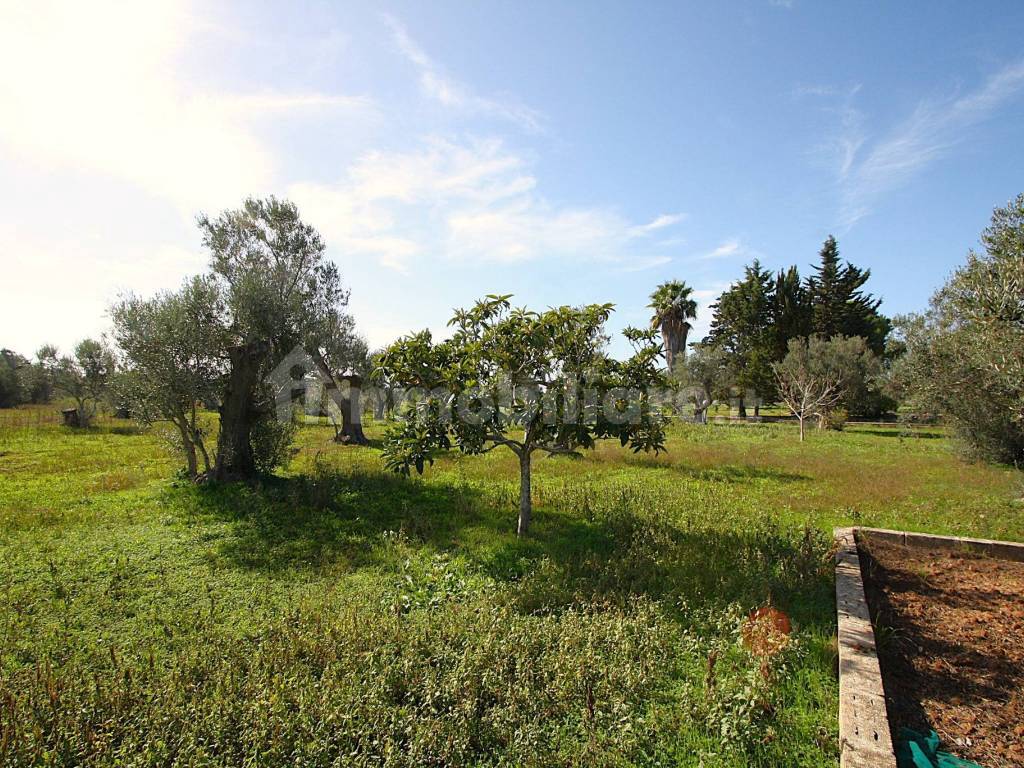 Terreno