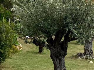 Vista