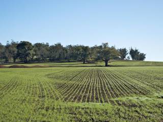Terreno