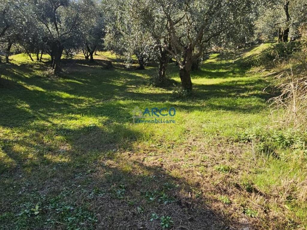 Terreno