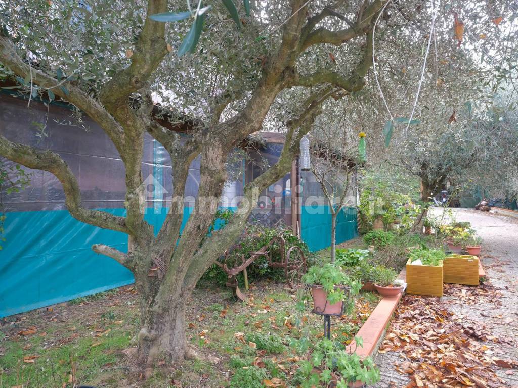 Giardino