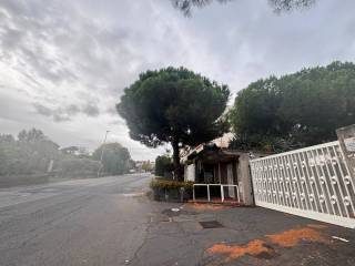 Zona