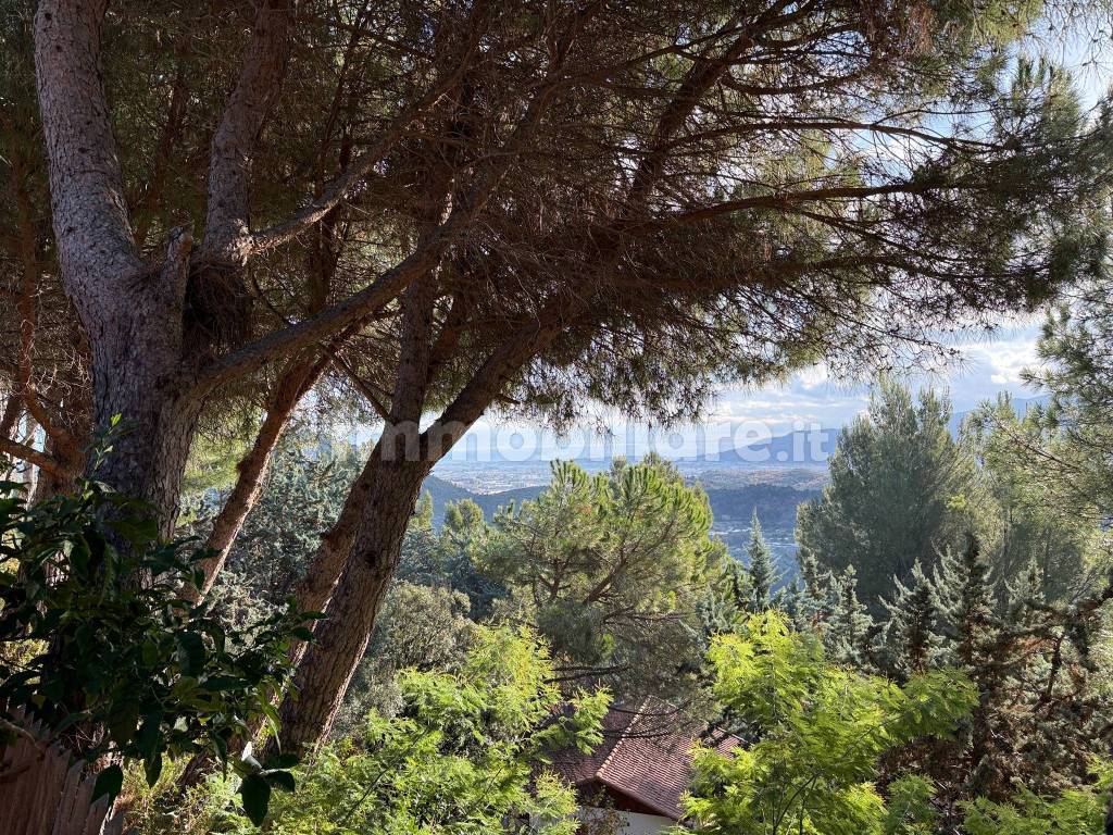 Vista