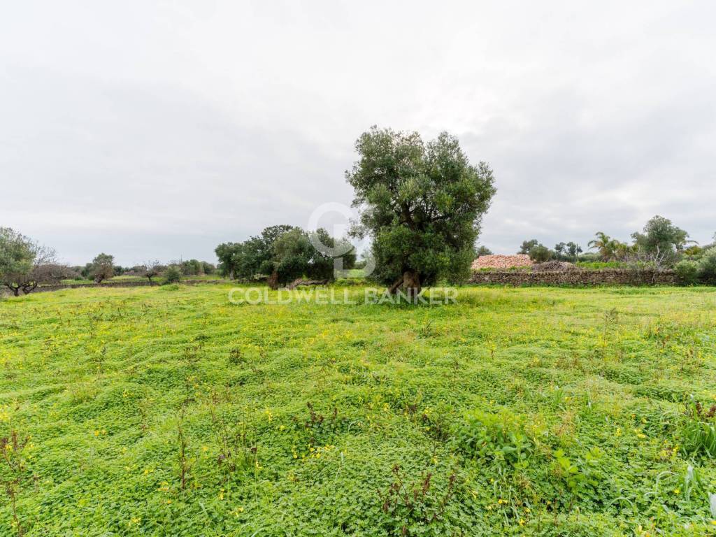 Terreno