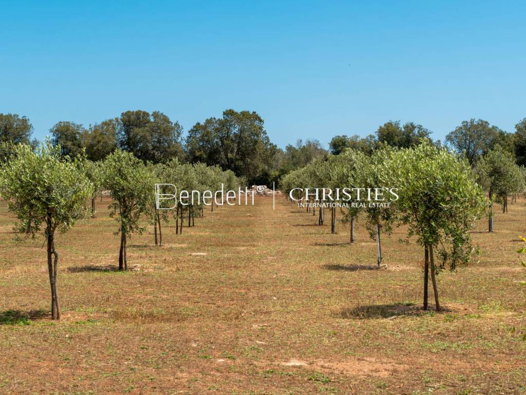 Terreno