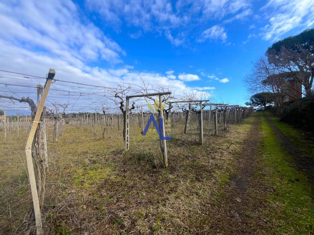 Terreno agricolo via di Vermicino, Frascati, rif. 125483193 ...