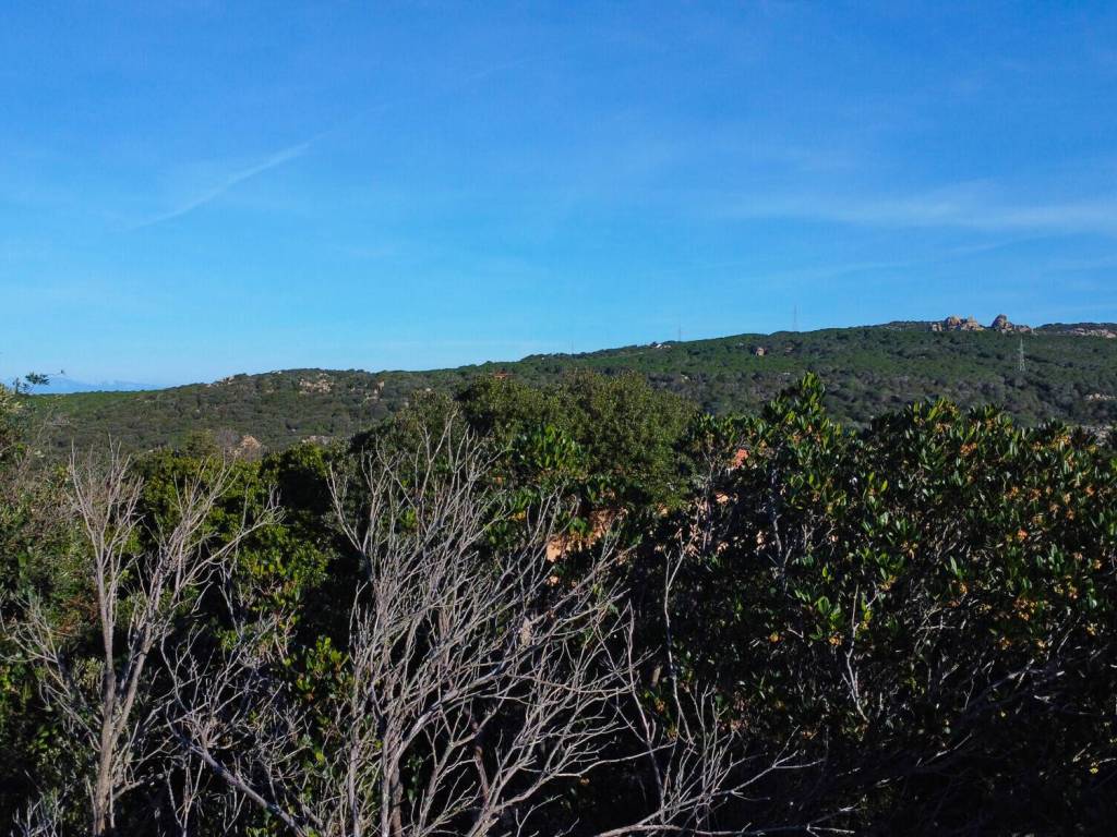 Vista