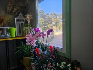 Vista