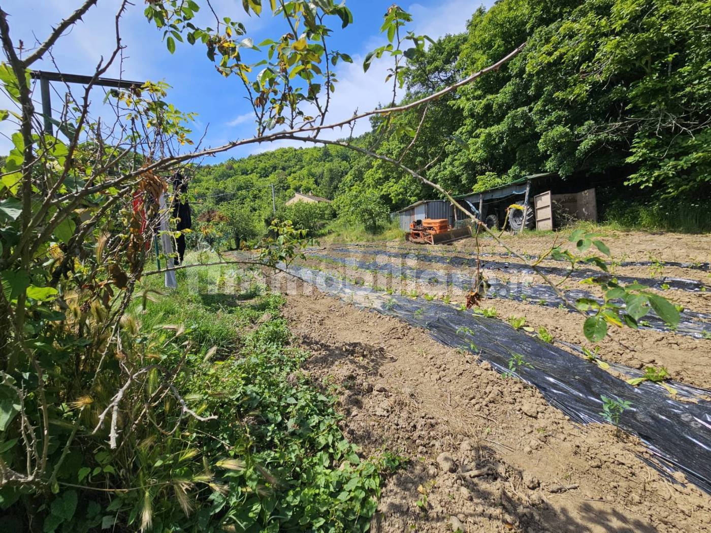 Rustico - Casale in vendita a Sassetta