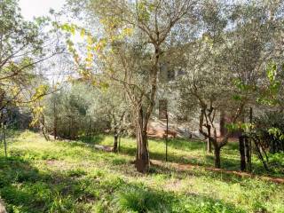 Zona