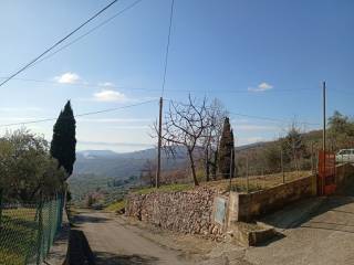 Zona