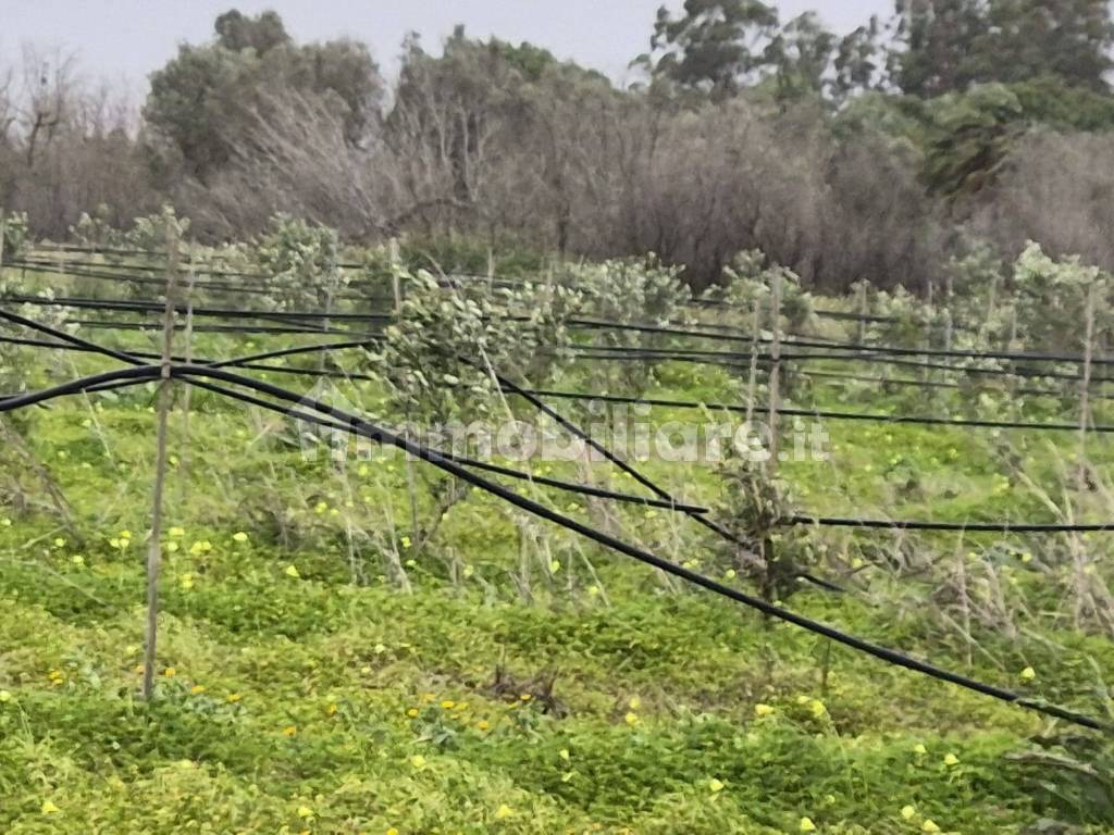 Terreno