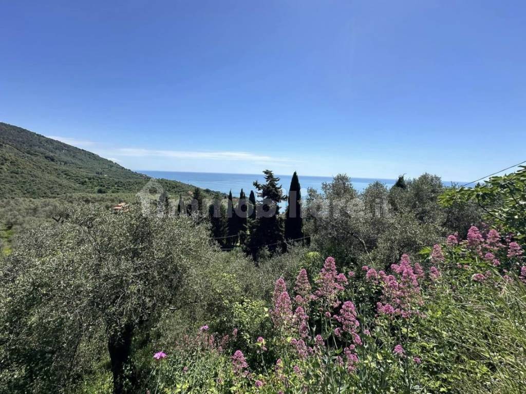 Vista