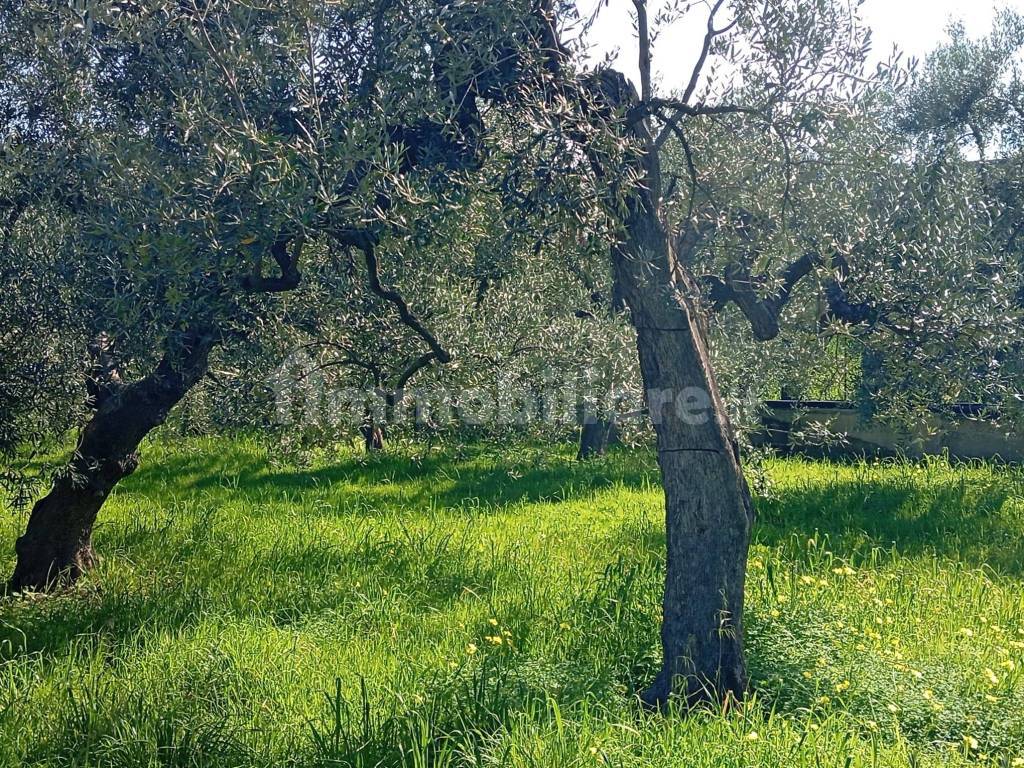 Terreno