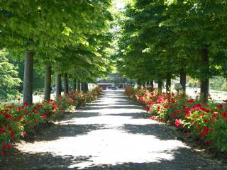 Ingresso