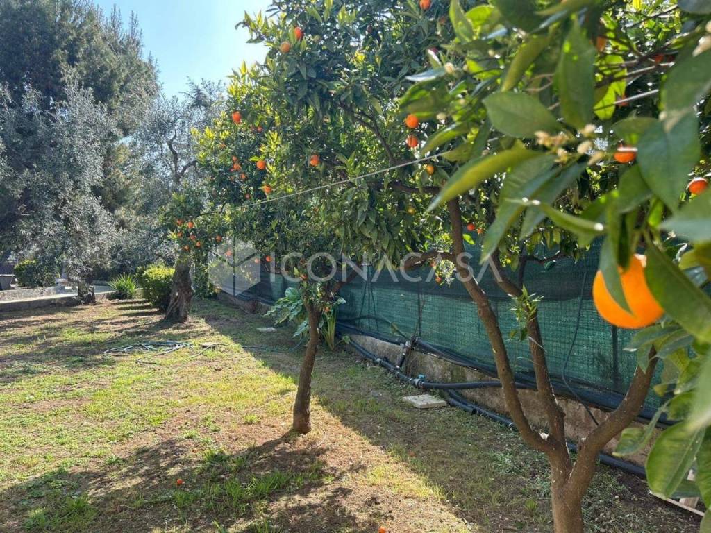 Giardino