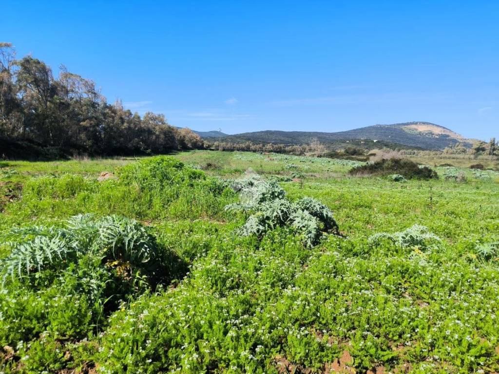 Terreno