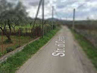 Zona