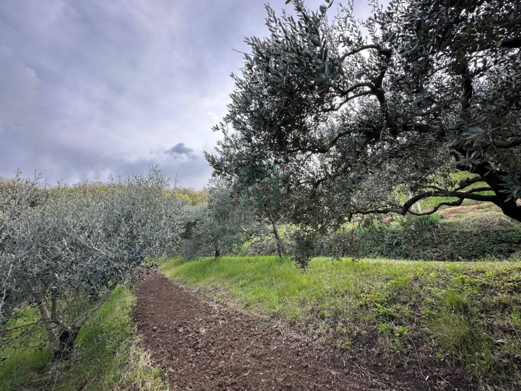 Terreno
