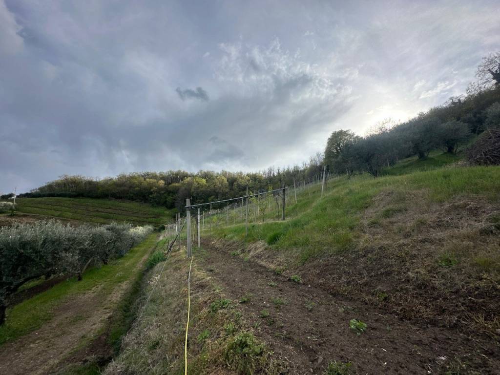 Terreno