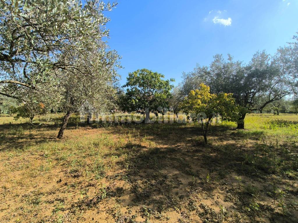 Terreno