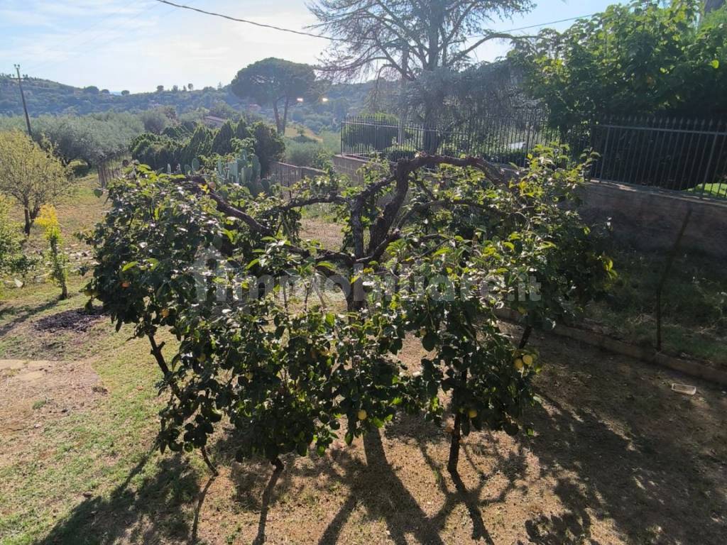 Terreno