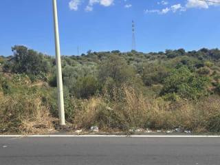Zona