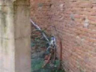 Zona