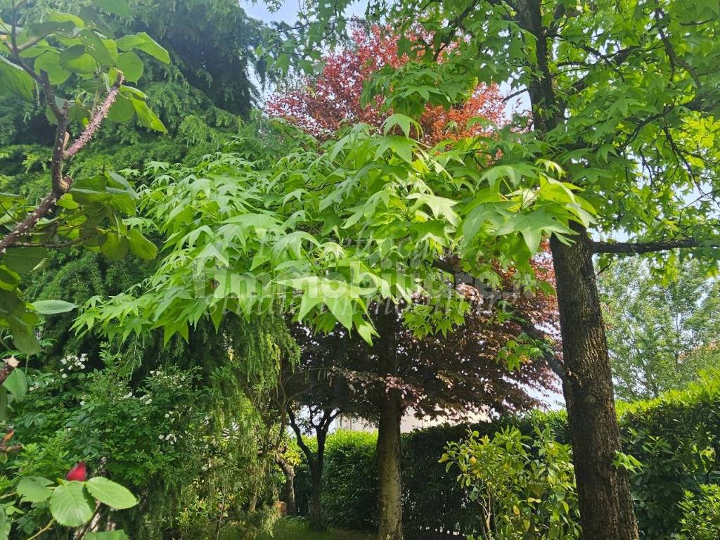 Giardino