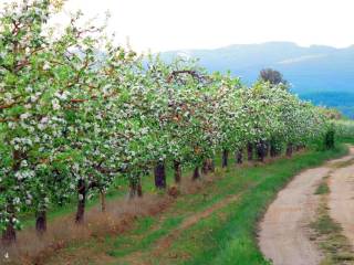 Zona