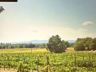 Vista