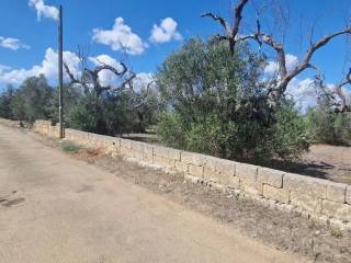 Zona