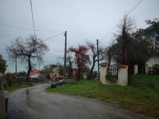 Zona