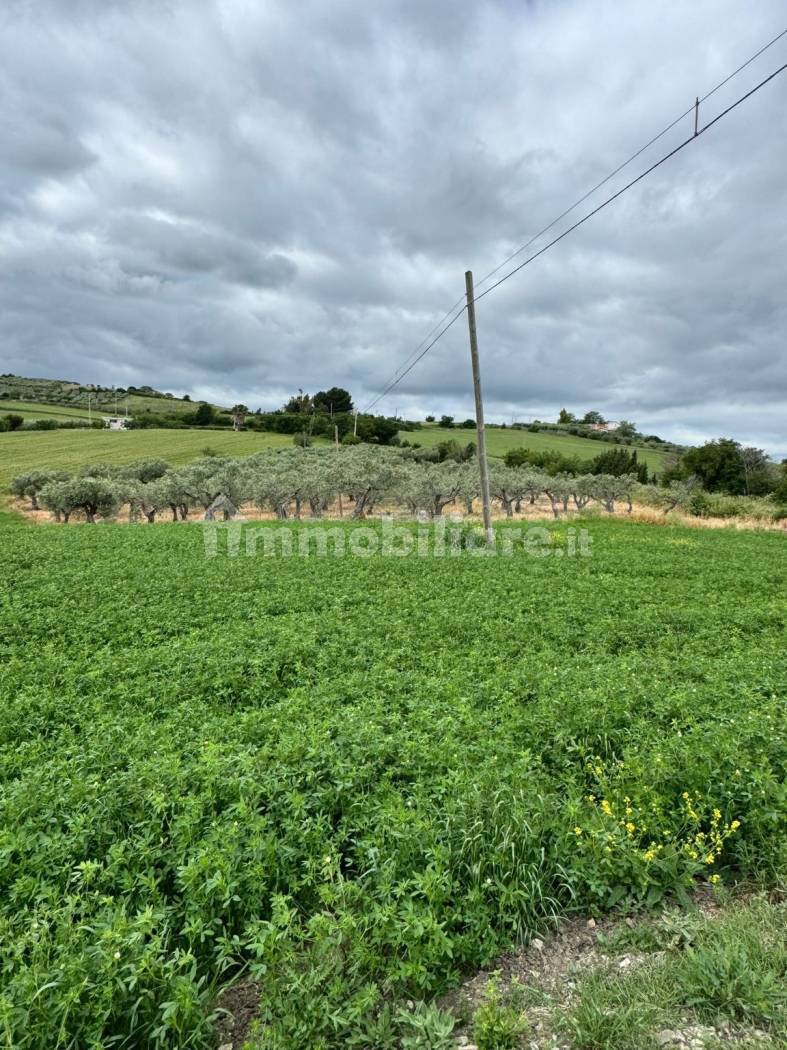 Terreno Agricolo 28.000 mq con 106 ulivi secolari - Montenero di Bisaccia - foto 2