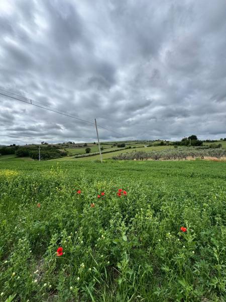 Terreno agricolo in vendita a Montenero di Bisaccia - anteprima 3