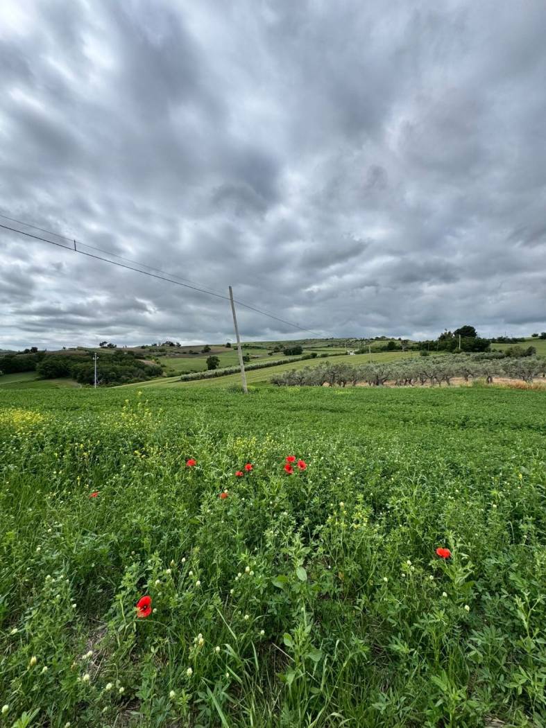 Terreno Agricolo 28.000 mq con 106 ulivi secolari - Montenero di Bisaccia - foto 3