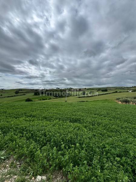 Terreno agricolo in vendita a Montenero di Bisaccia - anteprima 4
