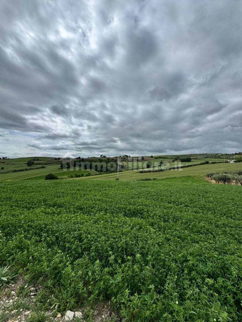 Terreno Agricolo 28.000 mq con 106 ulivi secolari - Montenero di Bisaccia - foto 4