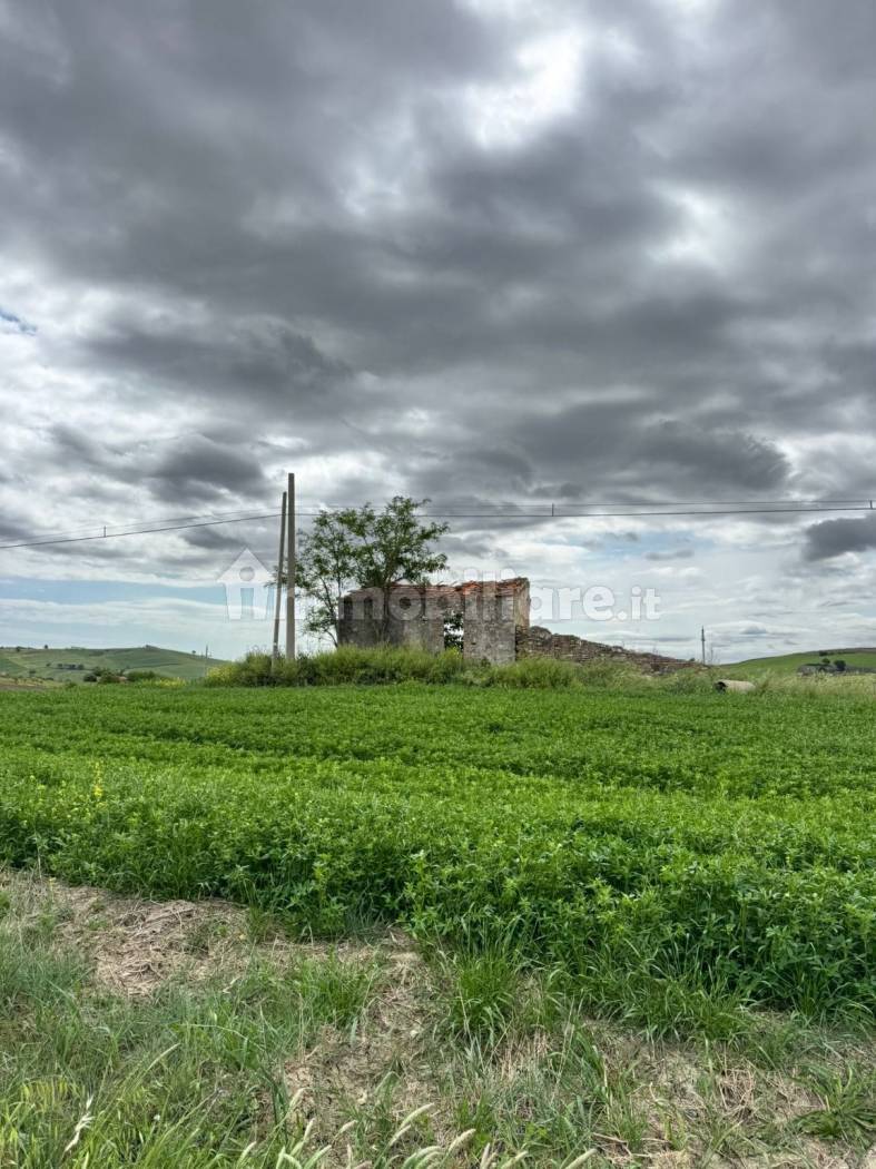 Terreno Agricolo 28.000 mq con 106 ulivi secolari - Montenero di Bisaccia