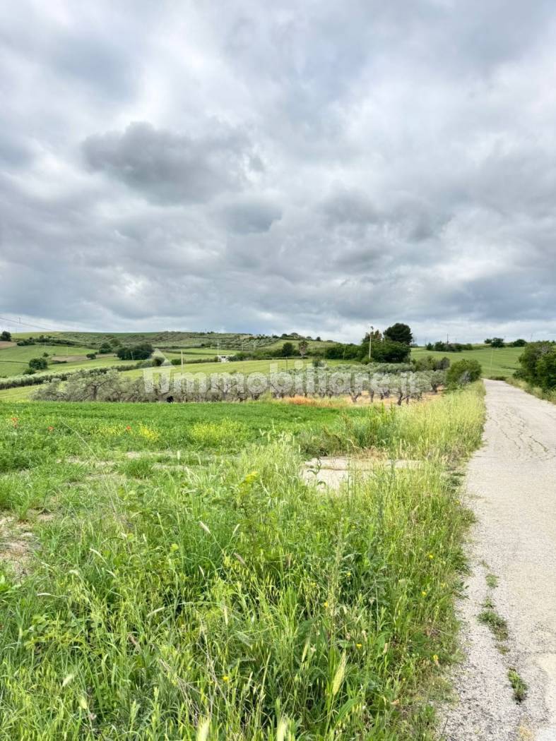 Terreno Agricolo 28.000 mq con 106 ulivi secolari - Montenero di Bisaccia - foto 5