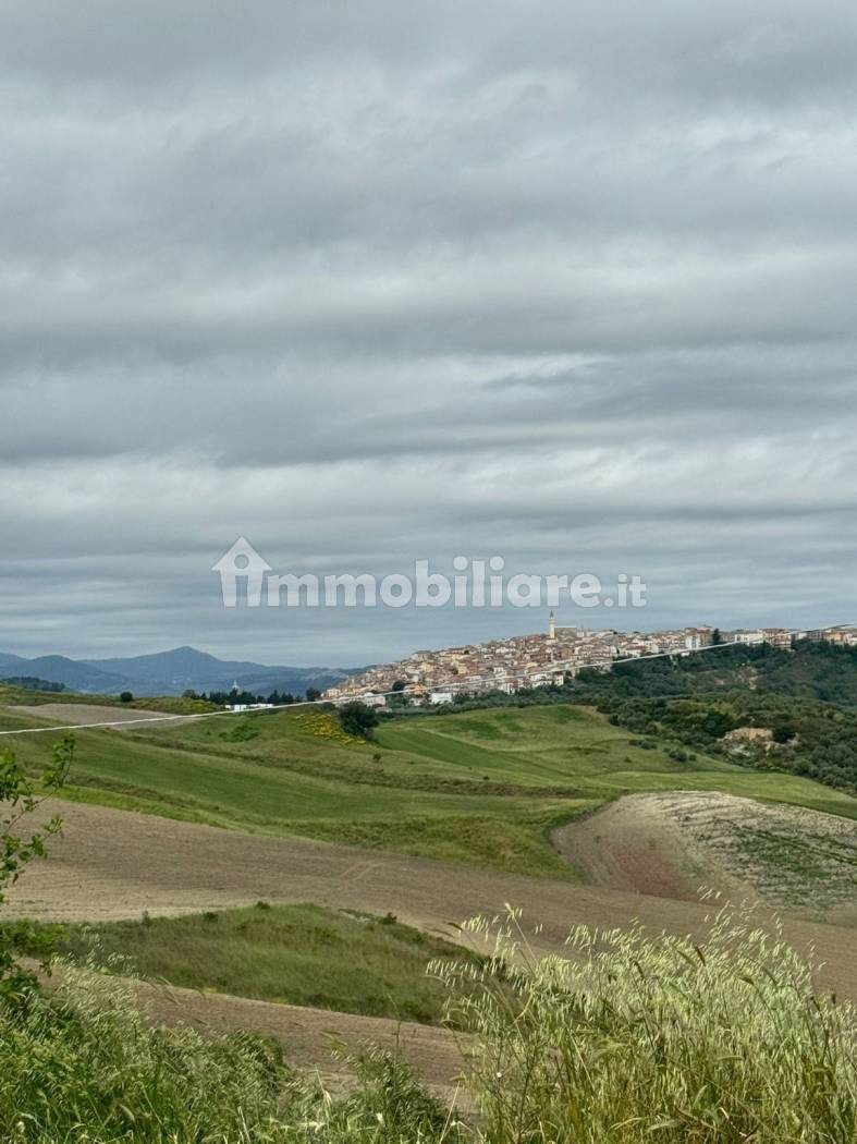 Terreno Agricolo 28.000 mq con 106 ulivi secolari - Montenero di Bisaccia - foto 6