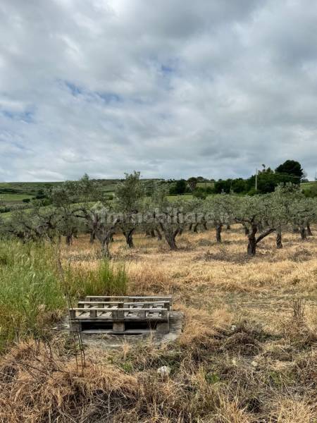 Terreno agricolo in vendita a Montenero di Bisaccia - anteprima 7
