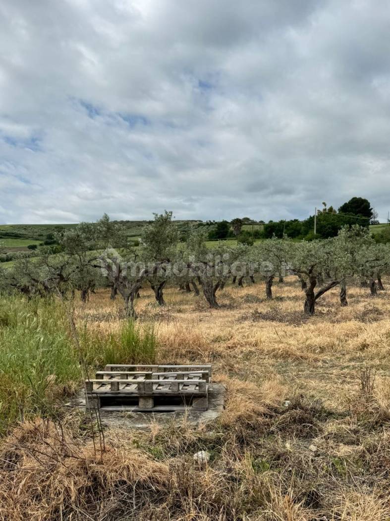 Terreno Agricolo 28.000 mq con 106 ulivi secolari - Montenero di Bisaccia - foto 7