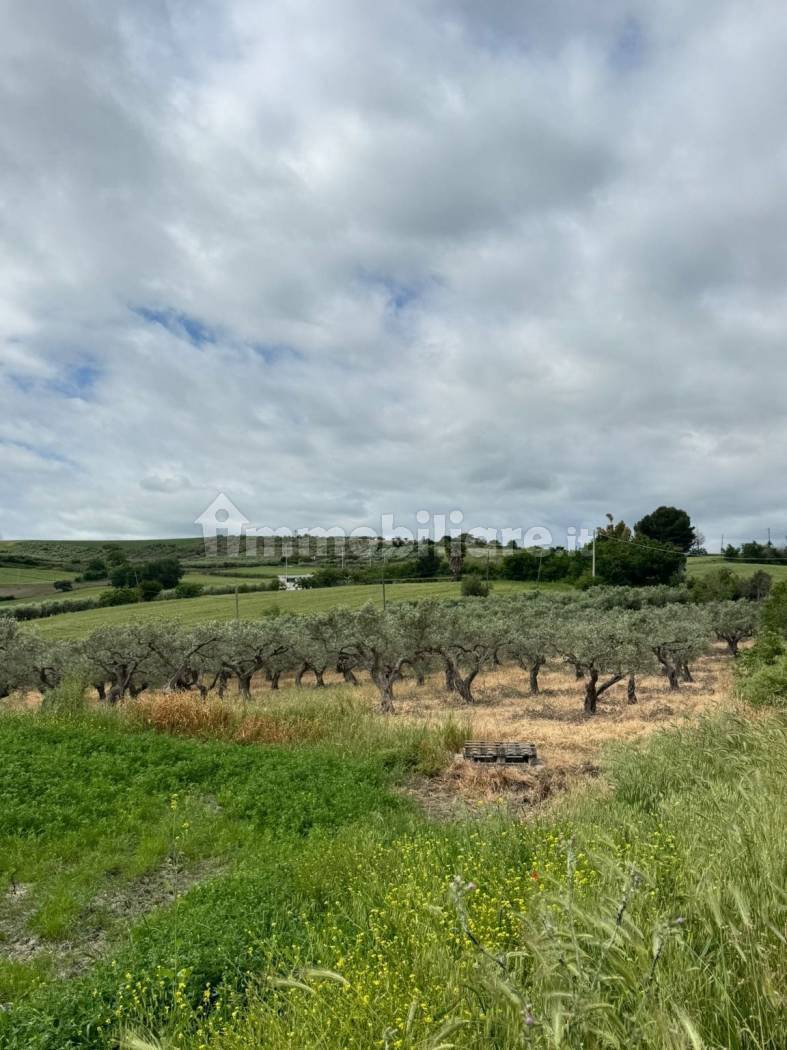 Terreno Agricolo 28.000 mq con 106 ulivi secolari - Montenero di Bisaccia - foto 8