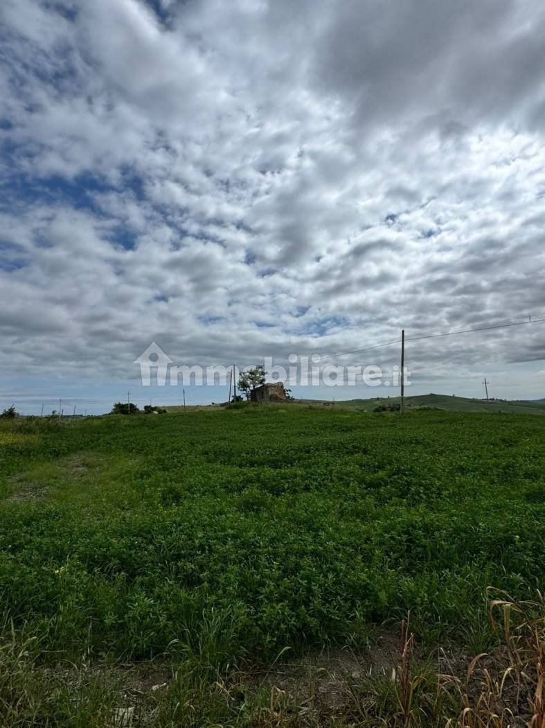 Terreno Agricolo 28.000 mq con 106 ulivi secolari - Montenero di Bisaccia - foto 9
