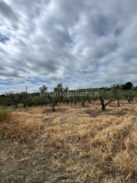 Terreno agricolo in vendita a Montenero di Bisaccia - anteprima 10