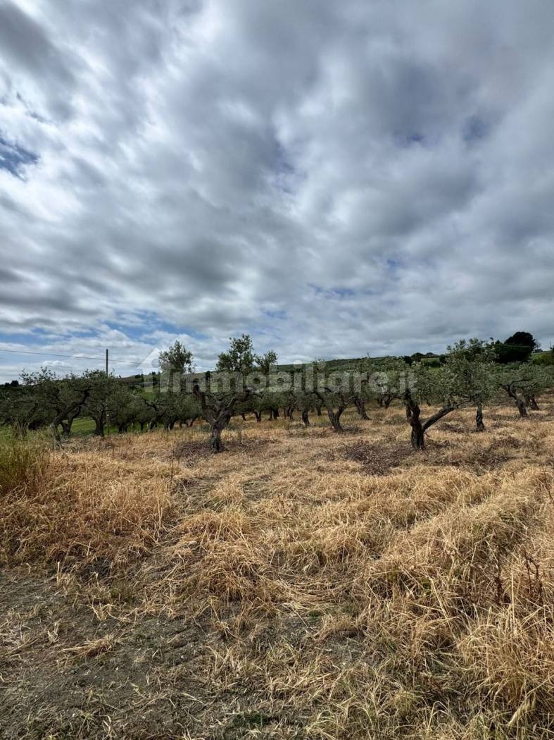 Terreno Agricolo 28.000 mq con 106 ulivi secolari - Montenero di Bisaccia - foto 10